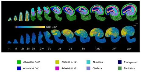 Atlas of ovule development using 3D digital ovules with cellular resolution and tissue annotation. The different tissues and developmental stages are indicated. Scale bars: 20 µm.