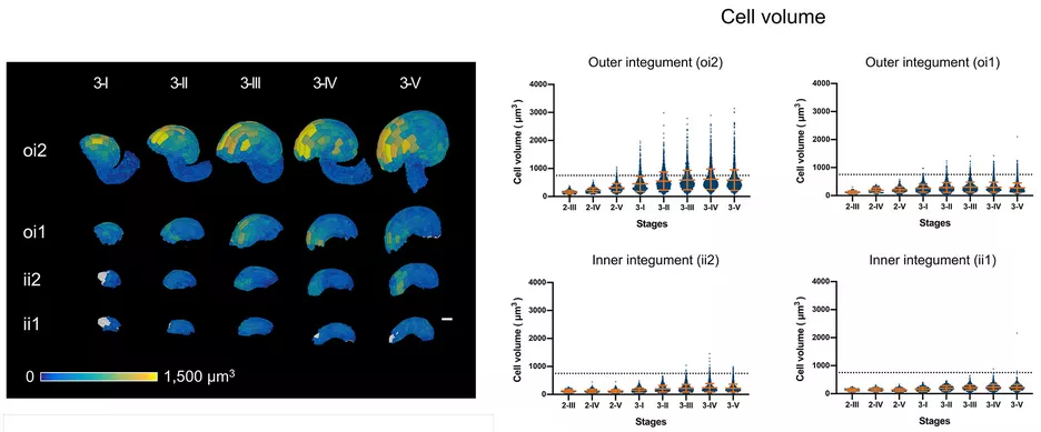 Differential cell enlargement in the oi2 (abaxial) layer of the outer integument. The left panel displays individual layers of integuments of 3D digital ovules at different stages. The heat map indicates cell volume. The right panel shows the quantification.