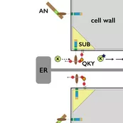 Model of SUB/QKY complex at PD.