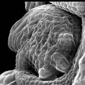 SEM micrograph of a ucn-1 ovule.