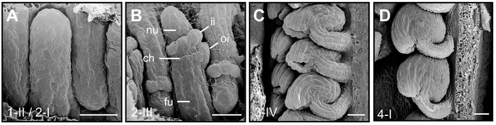 Scanning electron micrographs depicting wild-type ovule development in Arabidopsis thaliana. Stages are indicated. (A) Final stage of protrusion formation. (B) Integument initiation. (C) Integument outgrowth. Note the bending outer integument. (D) Mature ovule. Note the curvature. Abbreviations: ch, chalaza; fu, funiculus; ii, inner integument; nu, nucellus; oi, outer integument. Scale bars: 20 µm.