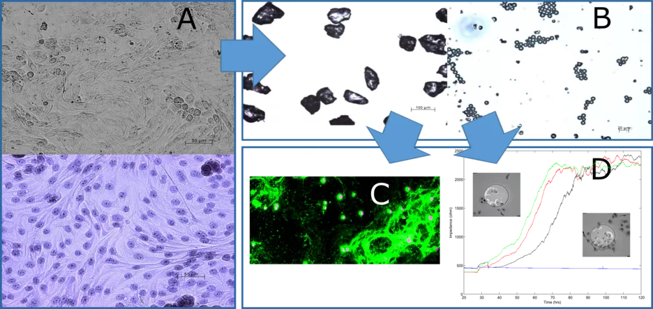 A: IPEC-J2 cells, confluent (lower: HE stain, upper: unstained); B: Heterogeneously distributed, secondary (left) and primary (right) polystyrene particles (optical microscope); C: IPEC-J2 cells, confluent (green) & 40µm (Ø) polystyrene particles, fluorescent (green, pink); D: Gold electrode on an ECIS 8-Well plate, partly overgrown with IPEC-J2 cells & Impedance curve; example (ECIS) 