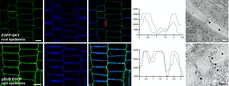 PD localization of EGFP:QKY (top row) and SUB:EGFP (bottom row) reporter proteins. Left three panels shows EGFP (green) and aniline blue (PD marker, blue) signals in root epidermal cells. Rightmost panels depict immunogold localization in root cortex cells.