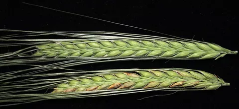 Symptoms of Fusarium Head Blight on barley