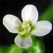 A mature wild-type Arabidopsis flower.
