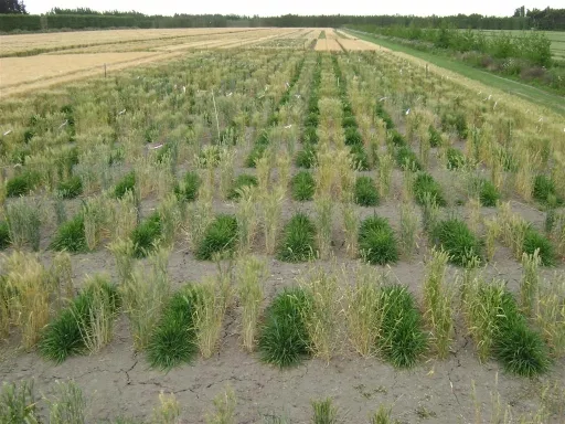 Propagation of the doubled haploid (DH) mapping populations in New Zealand