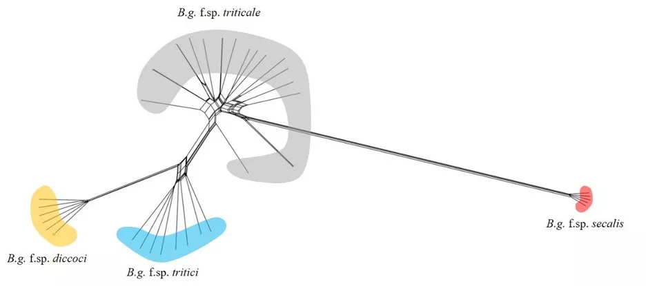 Phylogenetic network of isolates of Blumeria graminis specialised on different hosts: B.g. f.sp. tritici on domesticated wheat, B.g. f.sp. dicocci on wild emmer wheat, B.g. f.sp. triticale on triticale and B.g. f.sp. secalis on rye.