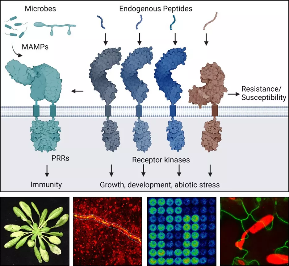 Research in the Stegmann group