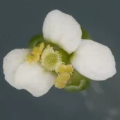 A mature sub-1 flower.