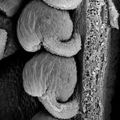 SEM micrograph of a mature wild-type ovule.