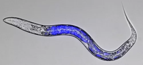 C. elegans microscopy 