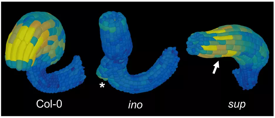 Mature 3D digital ovules of wild-type (Col-0), inner no outer (ino-5) and superman (sup-7) ovules. The ino-5 and sup-7 null alleles were generated by a Crispr-based approach in the Col-0 background. Note the straight growth of the inner integument in ino. The asterisk marks the extruding lip present at the anterior side of ino. Essentially equal growth of the anterior and posterior distal cells of the outer integument contribute to its straight growth in sup ovules.